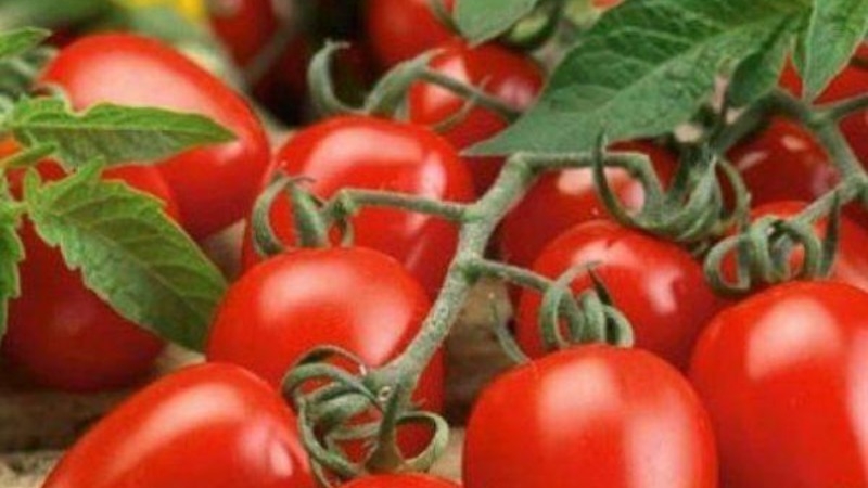 Tomate Marusya sans prétention avec un excellent goût: nous la cultivons nous-mêmes et profitons de la récolte