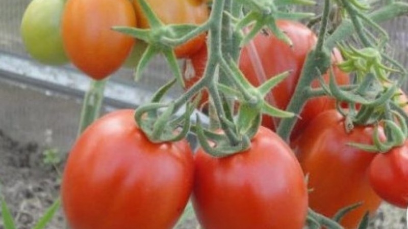 Tomate Marusya sans prétention avec un excellent goût: nous la cultivons nous-mêmes et profitons de la récolte