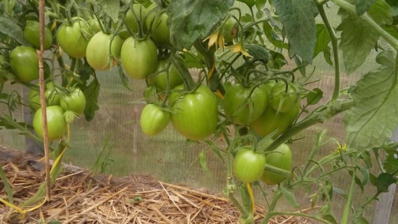 Tomate Marusya sans prétention avec un excellent goût: nous la cultivons nous-mêmes et profitons de la récolte