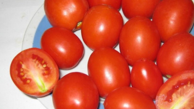 Tomate Marusya sans prétention avec un excellent goût: nous la cultivons nous-mêmes et profitons de la récolte