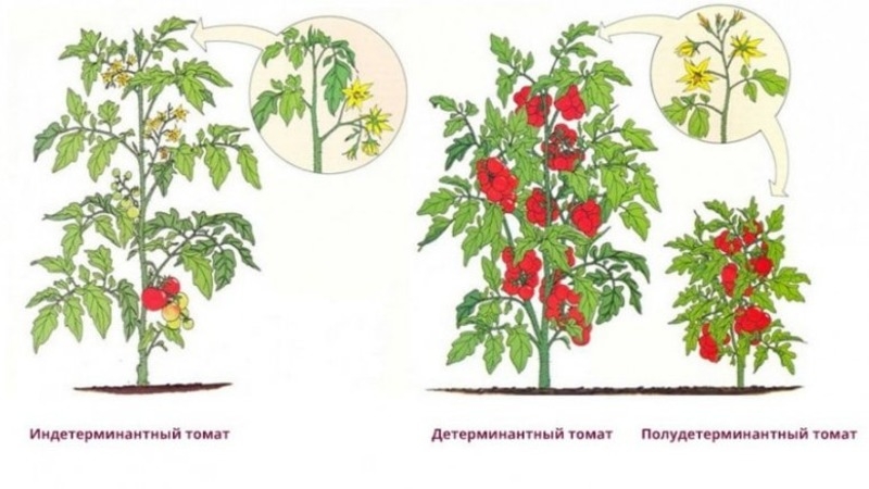 Tomate Marusya sans prétention avec un excellent goût: nous la cultivons nous-mêmes et profitons de la récolte