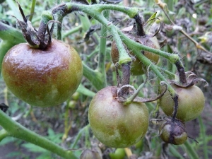 Tomates mûres précoces pour les jus, les salades et la conservation Fatima - caractéristiques et description de la variété