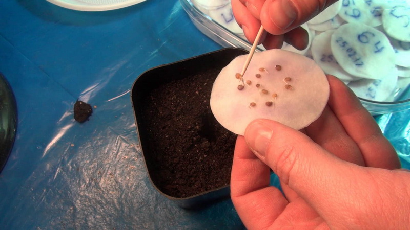 Ce qui est bon et pourquoi vaut-il la peine de cultiver une tomate Moskvich à maturité précoce, à haut rendement, résistante aux maladies et aux intempéries