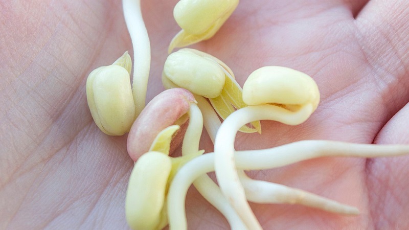 Pourquoi les germes de soja sont utiles, comment les faire germer correctement et les cuire délicieusement