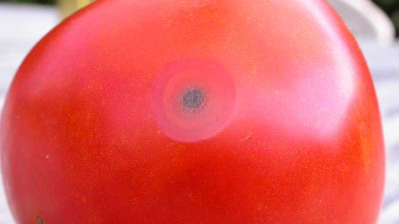 Pourquoi l'anthracnose de la tomate est si terrible: nous étudions la maladie et la combattons efficacement nous-mêmes
