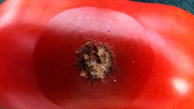 Pourquoi l'anthracnose de la tomate est si terrible: nous étudions la maladie et la combattons efficacement nous-mêmes
