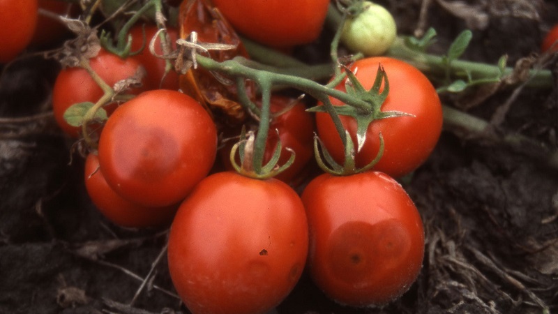 Pourquoi l'anthracnose de la tomate est si terrible: nous étudions la maladie et la combattons efficacement nous-mêmes