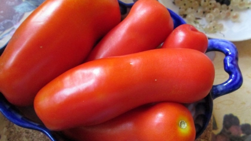 Ce qui vous surprendra agréablement avec une tomate Zhigalo d'apparence inhabituelle: critiques, photos et description de la technologie agricole