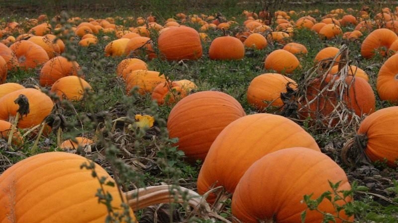 Que planter après une citrouille l'année prochaine: règles de rotation des cultures et recommandations utiles pour dresser les lits