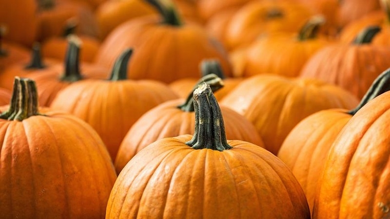 Que planter après une citrouille l'année prochaine: règles de rotation des cultures et recommandations utiles pour dresser les lits