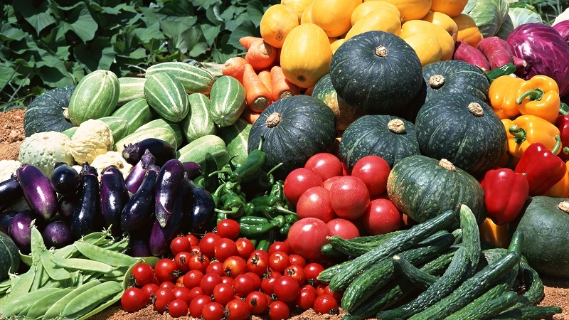 Que planter après une citrouille l'année prochaine: règles de rotation des cultures et recommandations utiles pour dresser les lits