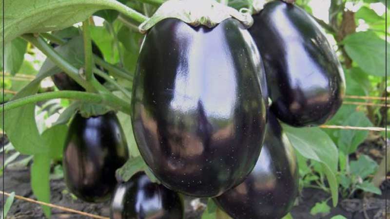 Qu'est-ce qu'une aubergine - est-ce une baie ou un légume: nous le découvrons ensemble et apprenons à connaître la plante de plus près