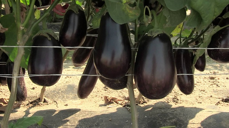 Qu'est-ce qu'une aubergine - est-ce une baie ou un légume: nous le découvrons ensemble et apprenons à connaître la plante de plus près