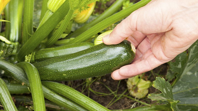 Qu'est-ce que les courgettes courgettes: nous nous familiarisons avec la vue, cultivons sur notre site et l'utilisons pour de délicieux plats