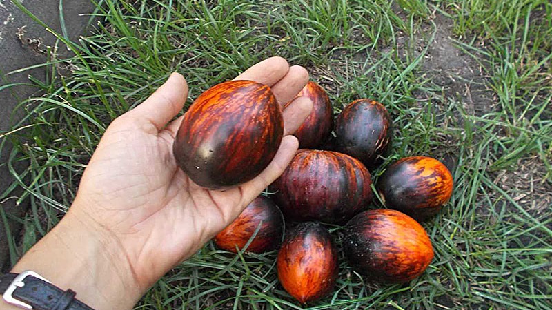 Une variété exotique à l'aspect unique - la tomate Gargamel et les subtilités de sa culture