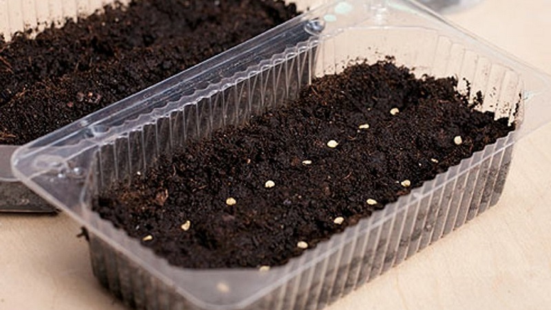 Une variété exotique à l'aspect unique - la tomate Gargamel et les subtilités de sa culture