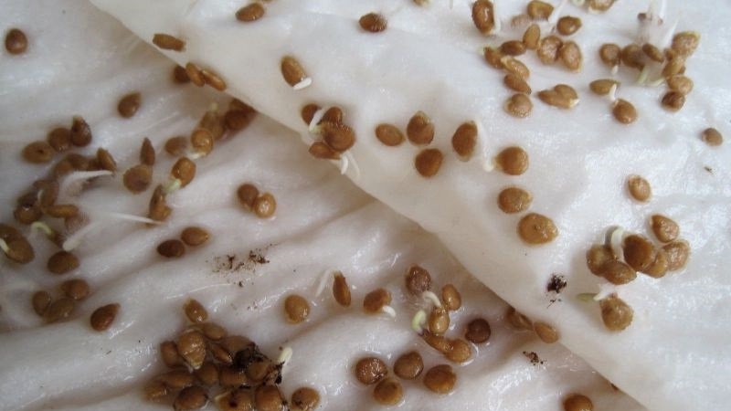 Répond aux désirs des résidents estivaux concernant une récolte riche - la tomate Goldfish et les secrets de sa culture