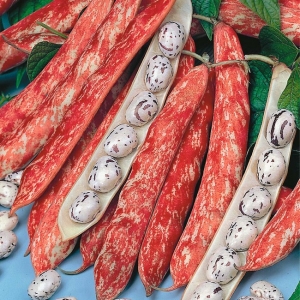 Quoi et comment se forment les graines de haricots?