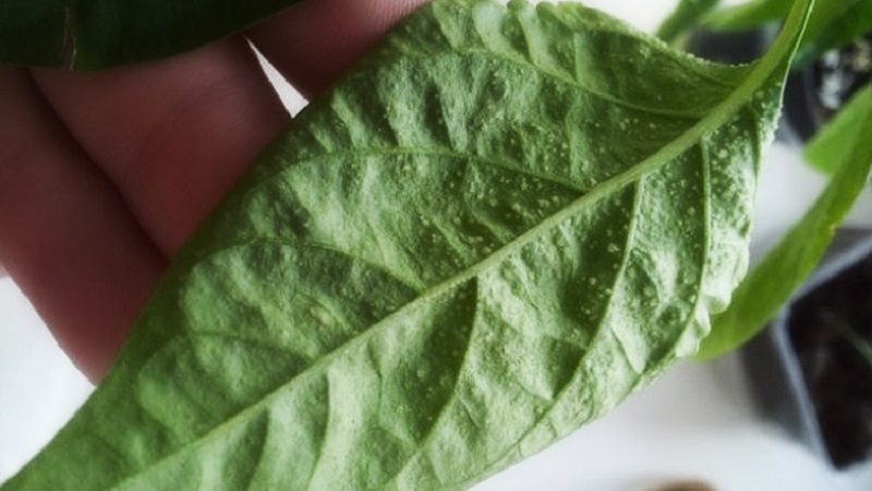 Comment lutter contre les tétranyques sur les semis de poivrons: méthodes efficaces pour vaincre rapidement le ravageur