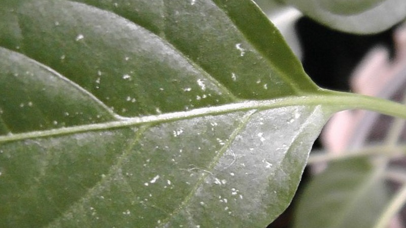 Comment lutter contre les tétranyques sur les semis de poivrons: méthodes efficaces pour vaincre rapidement le ravageur