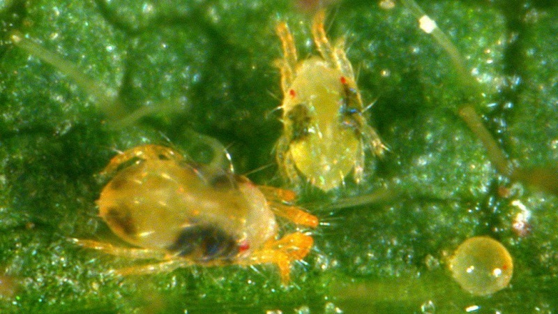 Comment protéger les buissons et comment traiter les roses au printemps contre les maladies et les ravageurs