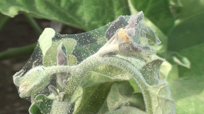 Comment lutter contre les tétranyques sur les semis de poivrons: méthodes efficaces pour vaincre rapidement le ravageur