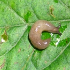 Comment lutter contre les limaces sur les poivrons dans une serre: les méthodes les plus efficaces pour protéger les cultures contre les ravageurs