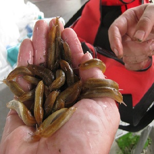 Comment lutter contre les limaces sur les poivrons dans une serre: les méthodes les plus efficaces pour protéger les cultures contre les ravageurs