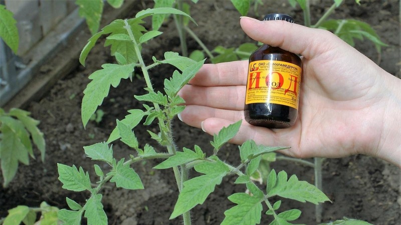 Comment et pourquoi pulvériser des tomates avec du lait avec de l'iode et de l'acide borique: recette et conseils de résidents d'été expérimentés