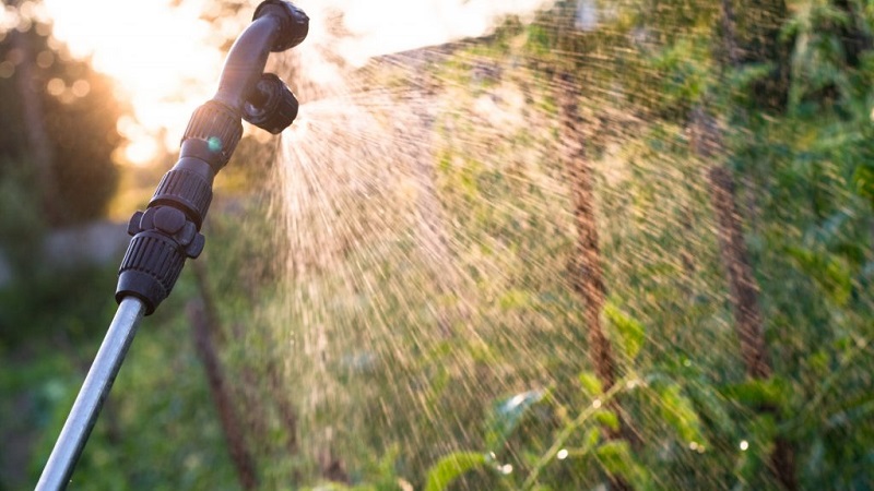 Comment et pourquoi pulvériser des tomates avec du lait avec de l'iode et de l'acide borique: recette et conseils de résidents d'été expérimentés