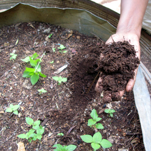 Comment préparer le sol pour les tomates en serre pour une fructification maximale