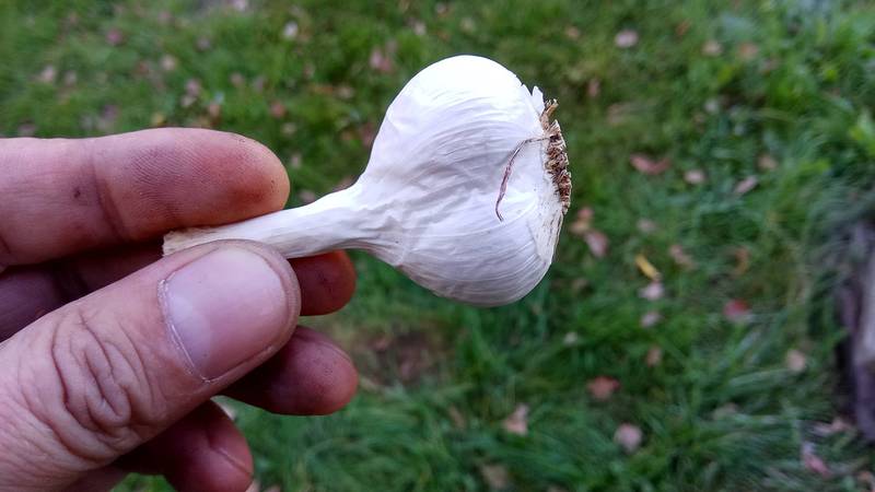 Comment bien planter l'ail avant l'hiver?