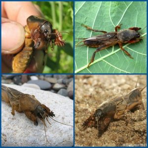 Comment faire pousser correctement un concombre artiste: règles de soin pour obtenir une récolte abondante