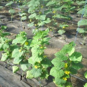 Comment faire pousser correctement un concombre artiste: règles de soin pour obtenir une récolte abondante