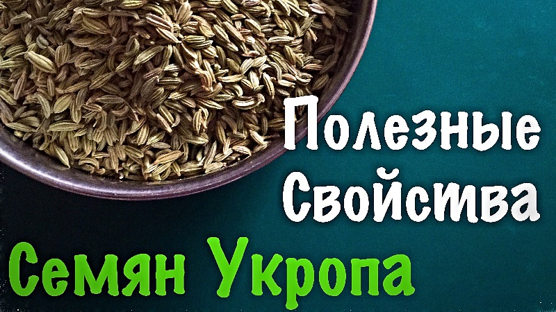 Comment préparer et prendre correctement les graines contre la toux d'aneth pour enfants et adultes