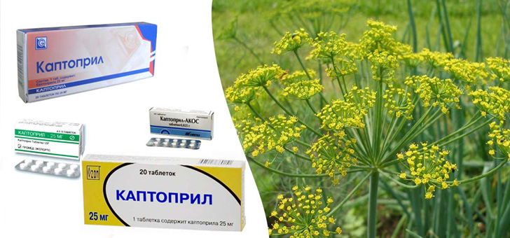 Comment utiliser l'aneth pour l'hypertension artérielle: recettes de médecine traditionnelle