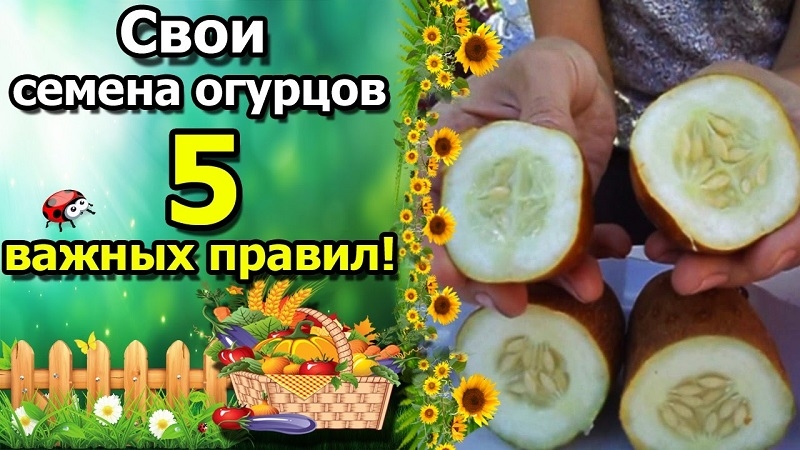Comment faire pousser un concombre pour les graines et collecter correctement les graines: instructions étape par étape