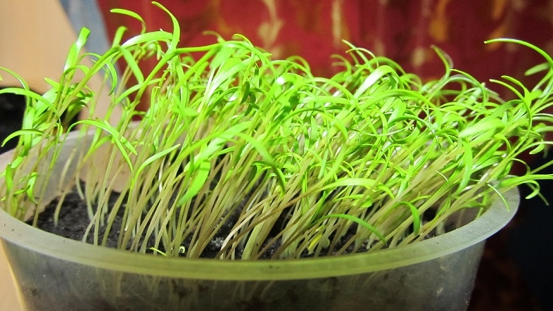 Comment faire pousser de l'aneth sur un rebord de fenêtre dans un appartement: l'équipement nécessaire et un guide étape par étape