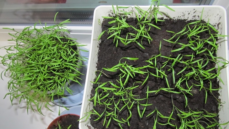 Comment faire pousser de l'aneth sur un rebord de fenêtre dans un appartement: l'équipement nécessaire et un guide étape par étape