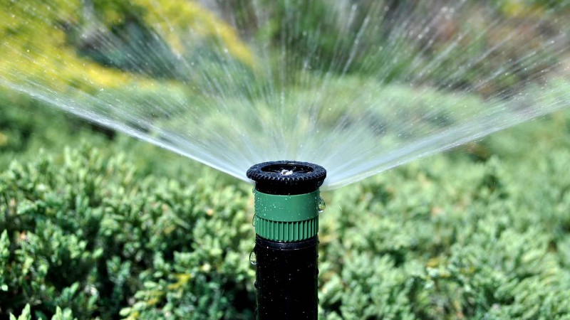 Comment et à quelle fréquence arroser les tomates en serre: conseils d'agriculteurs expérimentés pour une récolte abondante