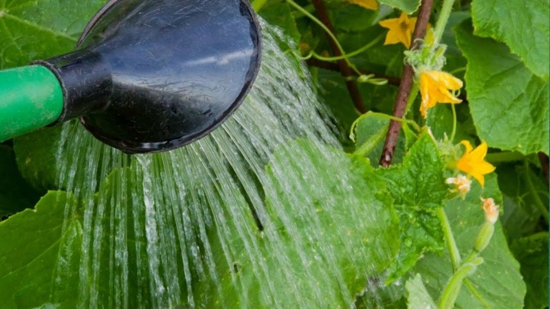 Comment et à quelle fréquence arroser les tomates en serre: conseils d'agriculteurs expérimentés pour une récolte abondante
