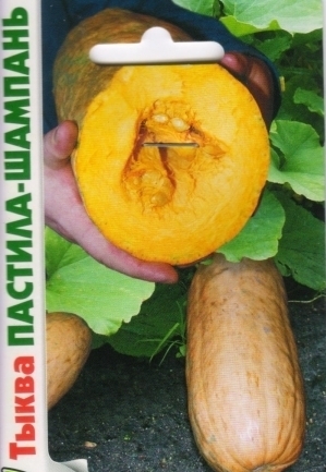 Les meilleures variétés de citrouille pour terrain ouvert avec photos et descriptions