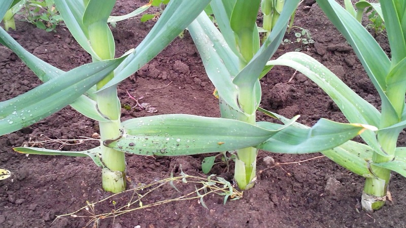 Oignon ou oignon de coiffure - Qu'est-ce que l'ail Rocambol et comment le cultiver correctement et l'utiliser à bon escient