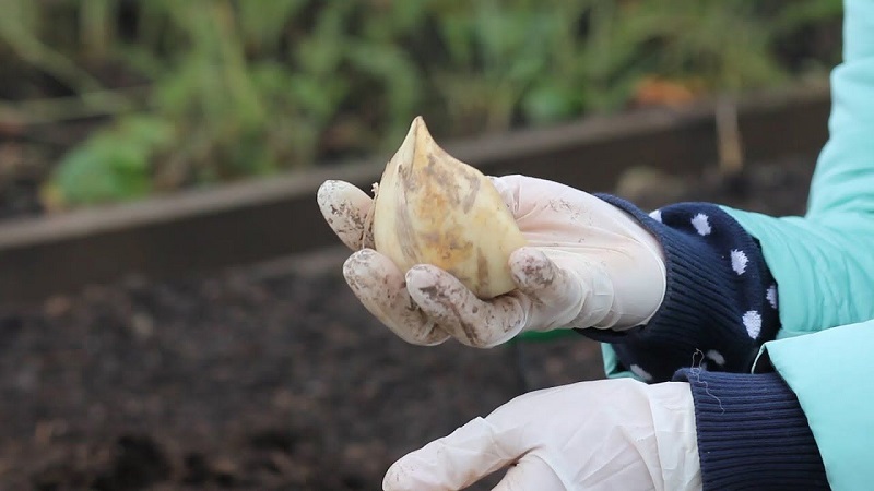 Oignons ou coiffures - Qu'est-ce que l'ail Rocambol et comment le cultiver correctement et l'utiliser à bon escient