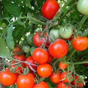 Arbustes miniatures aux tomates nettes, fructification jusqu'au gel - Tomates torche