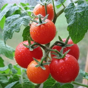 Arbustes miniatures aux tomates nettes, fructification jusqu'au gel - Tomates torche