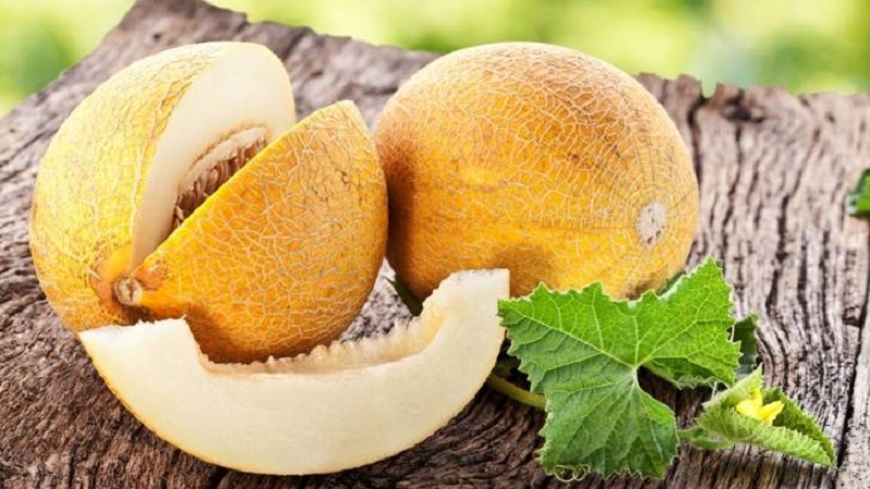 Est-il possible de manger un melon à jeun: avantages, inconvénients et contre-indications