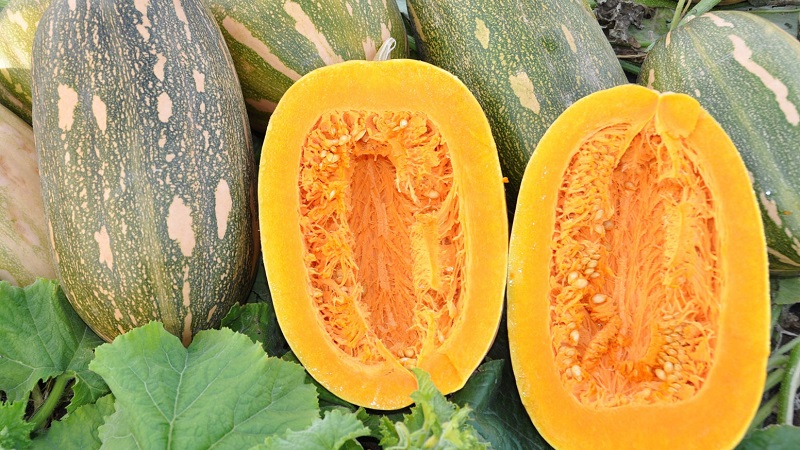 Potiron Butternut Miracle Yudo: une variété unique pour le stockage à long terme et la préparation de plats délicieux