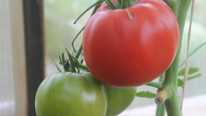 Une variété sans prétention et non capricieuse qui nécessite un minimum d'entretien - tomate grasse: nous cultivons sans tracas