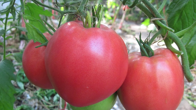 Une des tomates les plus appréciées des jardiniers. Poids lourd de Sibérie: variété résistante, à maturation précoce et à haut rendement